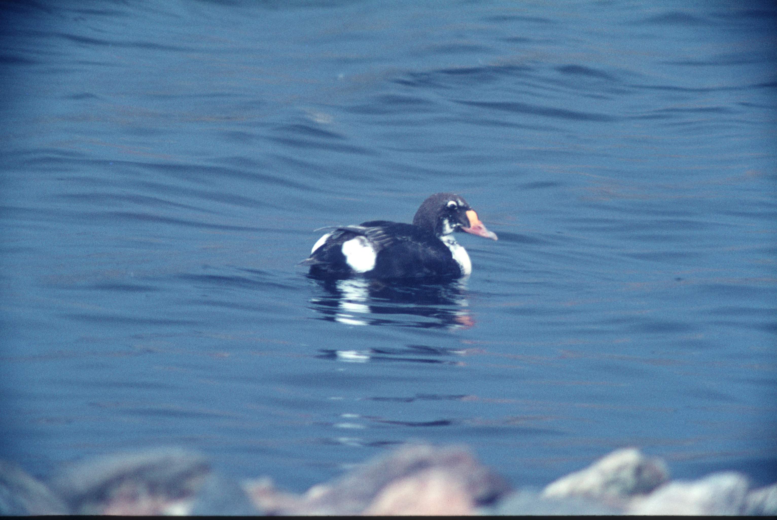 Juvenile King Eider