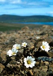 Shetland